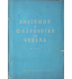  Анатомия и физиология на човека